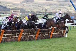 Champion Hurdle Division image