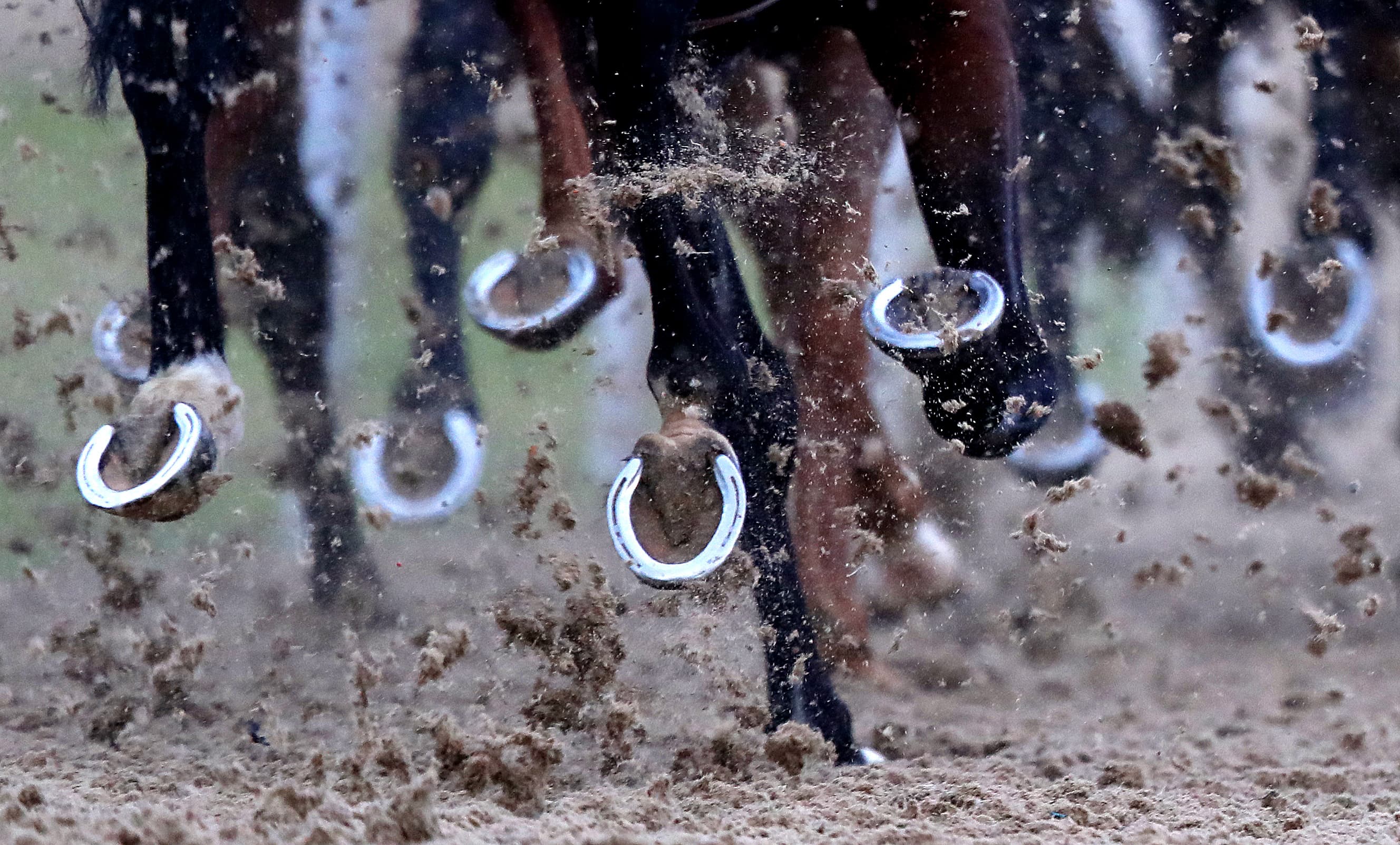 One trainer is sending one horse on a 422 mile round trip to Wolverhampton image