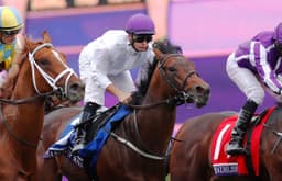 Breeders Cup Saturday Preview image