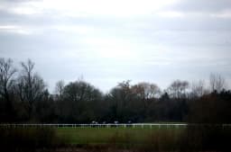 A Trainer In Form Sends Out Only One Runner Today  image