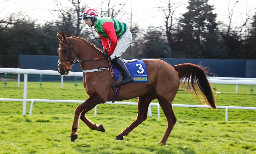 Hedgehunter Racing Horse